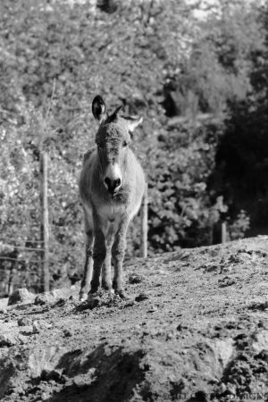 My beautiful picture