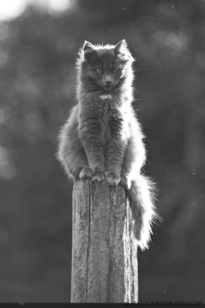 My beautiful picture