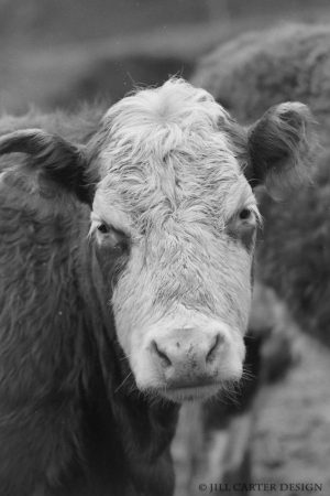 My beautiful picture