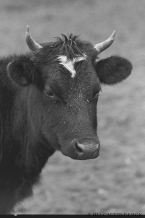 My beautiful picture