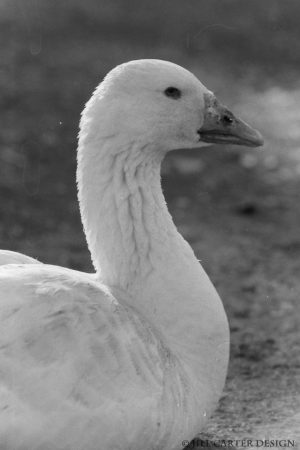 My beautiful picture