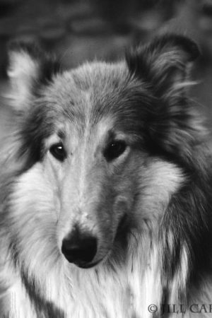 My beautiful picture