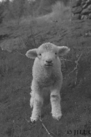 My beautiful picture