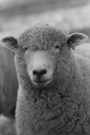 My beautiful picture