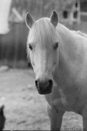 My beautiful picture