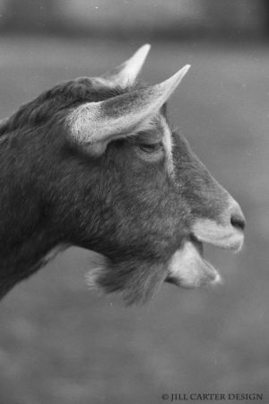 My beautiful picture